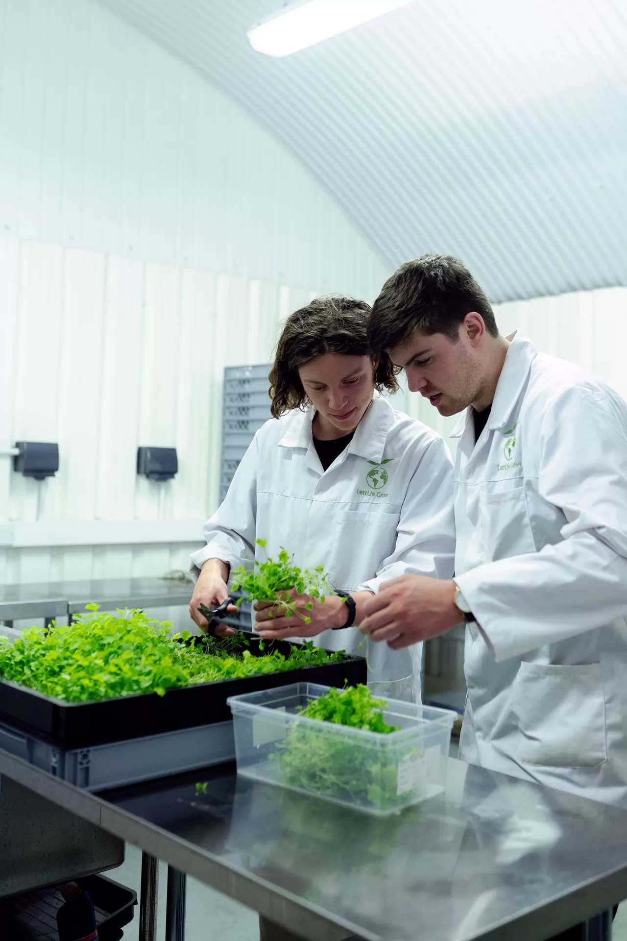 Ingenieure ernten Pflanzen in einer nachhaltigen Indoor-Farm.