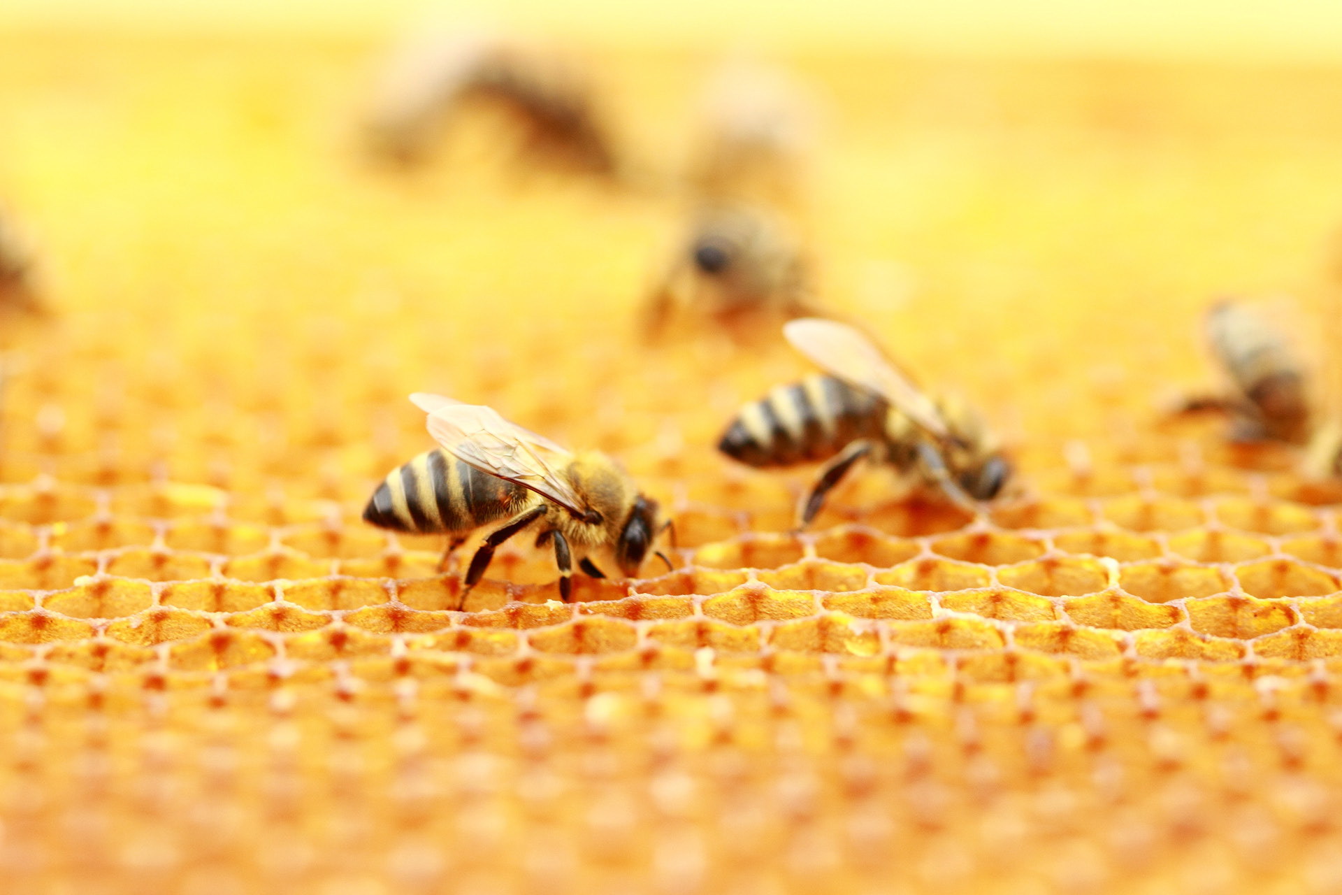 Nahaufnahme von Bienen auf einer Bienenwabe.