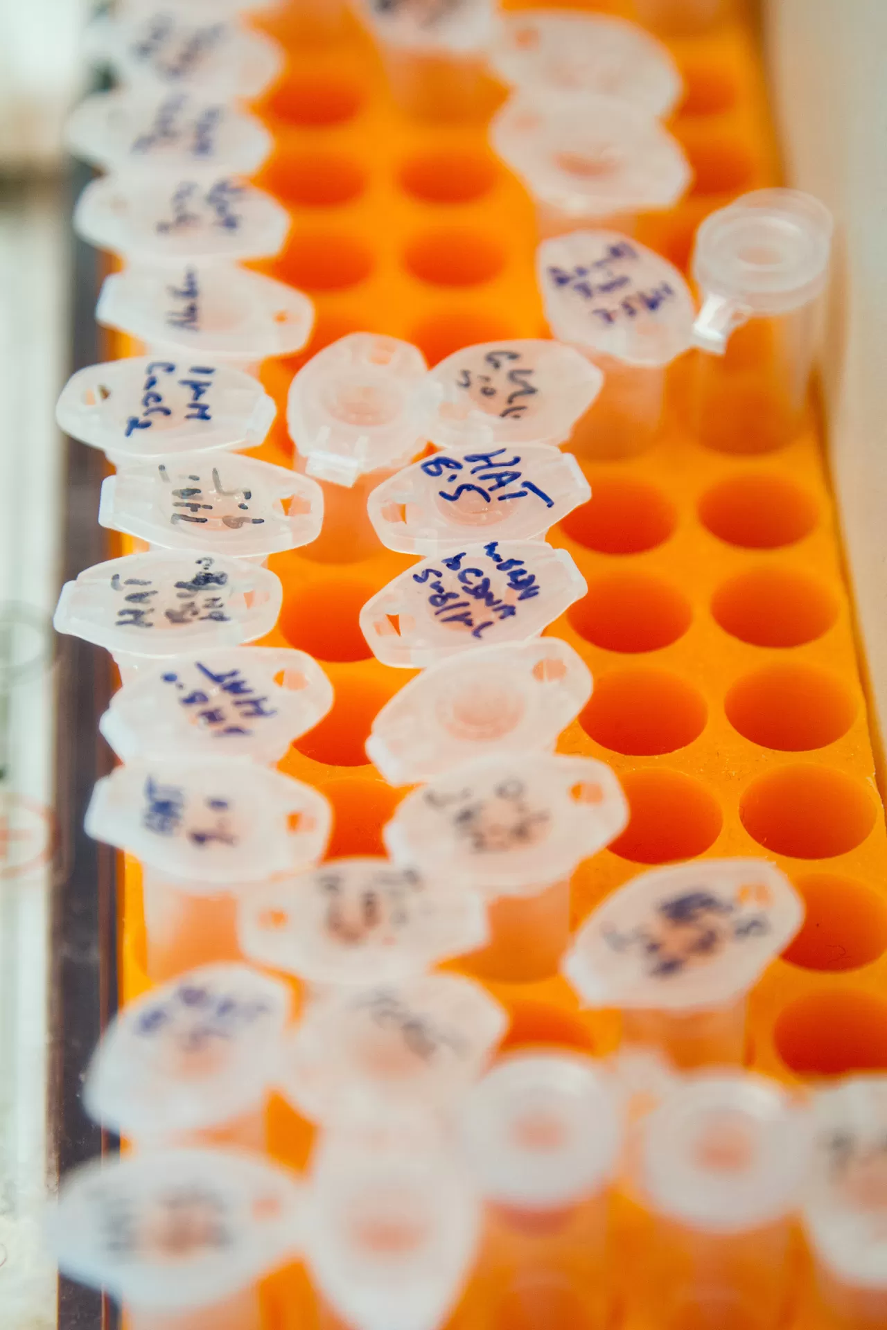 Mikrozentrifugenröhrchen mit DNA-Proben und Primer in einem Gestell.