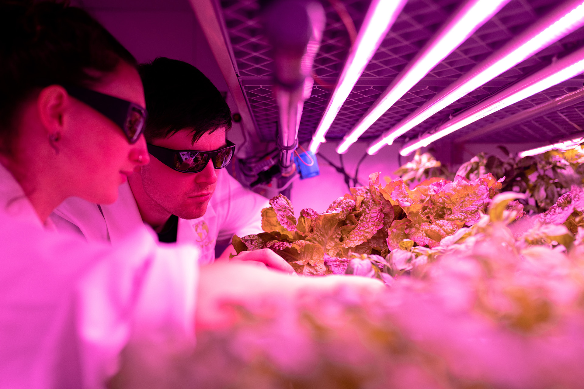 Ingenieure überwachen Pflanzen in einer nachhaltigen Indoor-Farm bei pinkem UV-Licht.