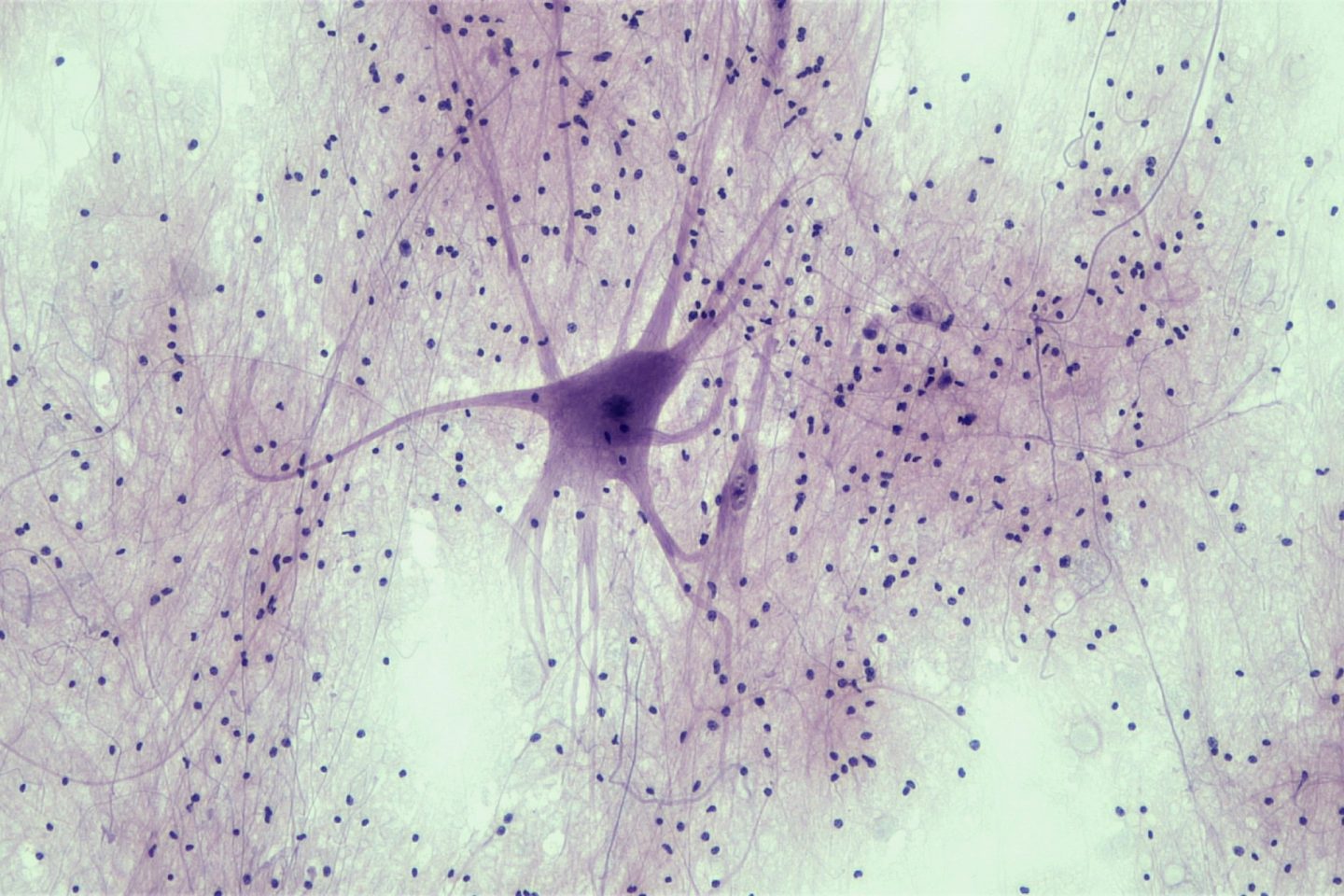 Neurowissenschaft (nur Nebenfach) – Universität Bern UNIBE ...