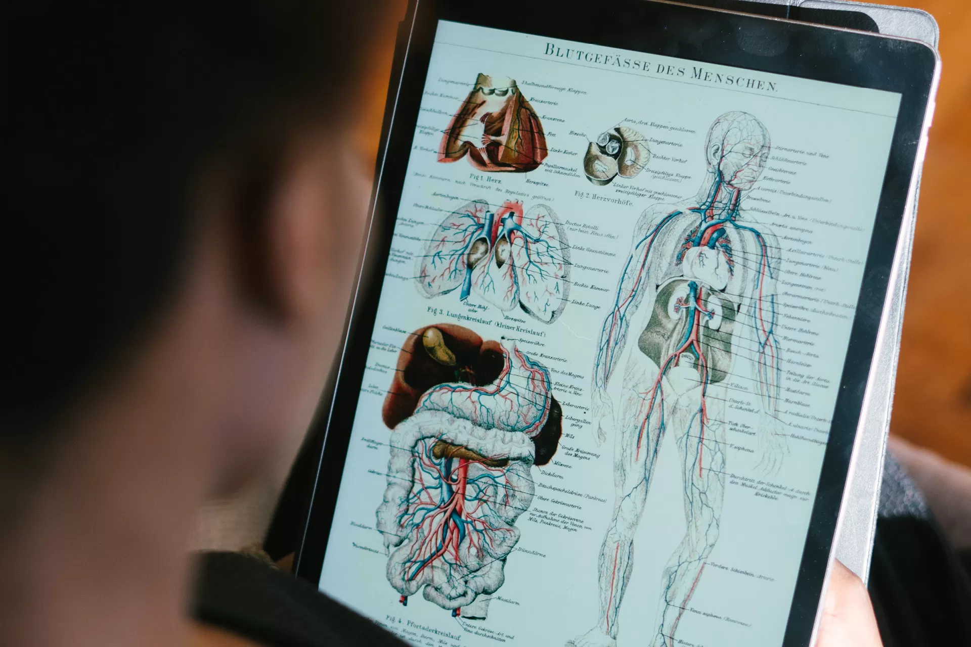 Person betrachtet auf Tablet eine wissenschaftliche Illustration der menschlichen Blutgefässe.