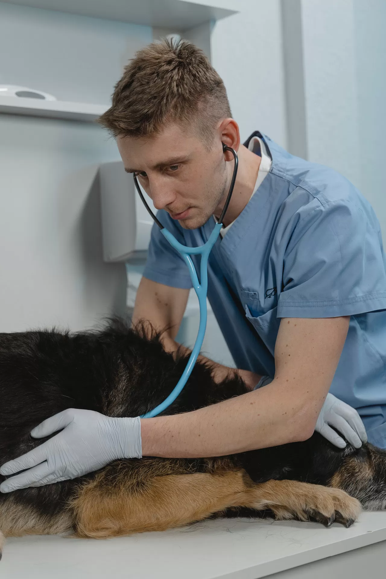 Tierarzt hört mit dem Stethoskop einen Hund ab.