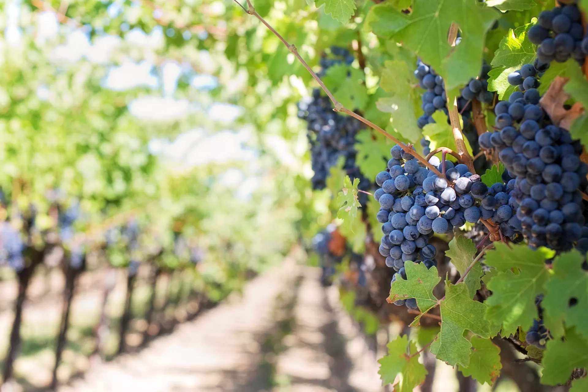 Eine Reihe von Weinreben im Rebberg, an den Rebstöcken hängen reife blaue Trauben.
