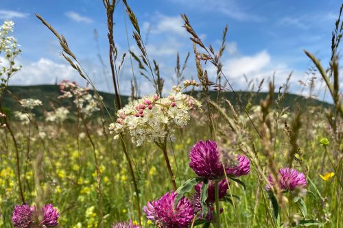 Biodiversity / Biodiversität