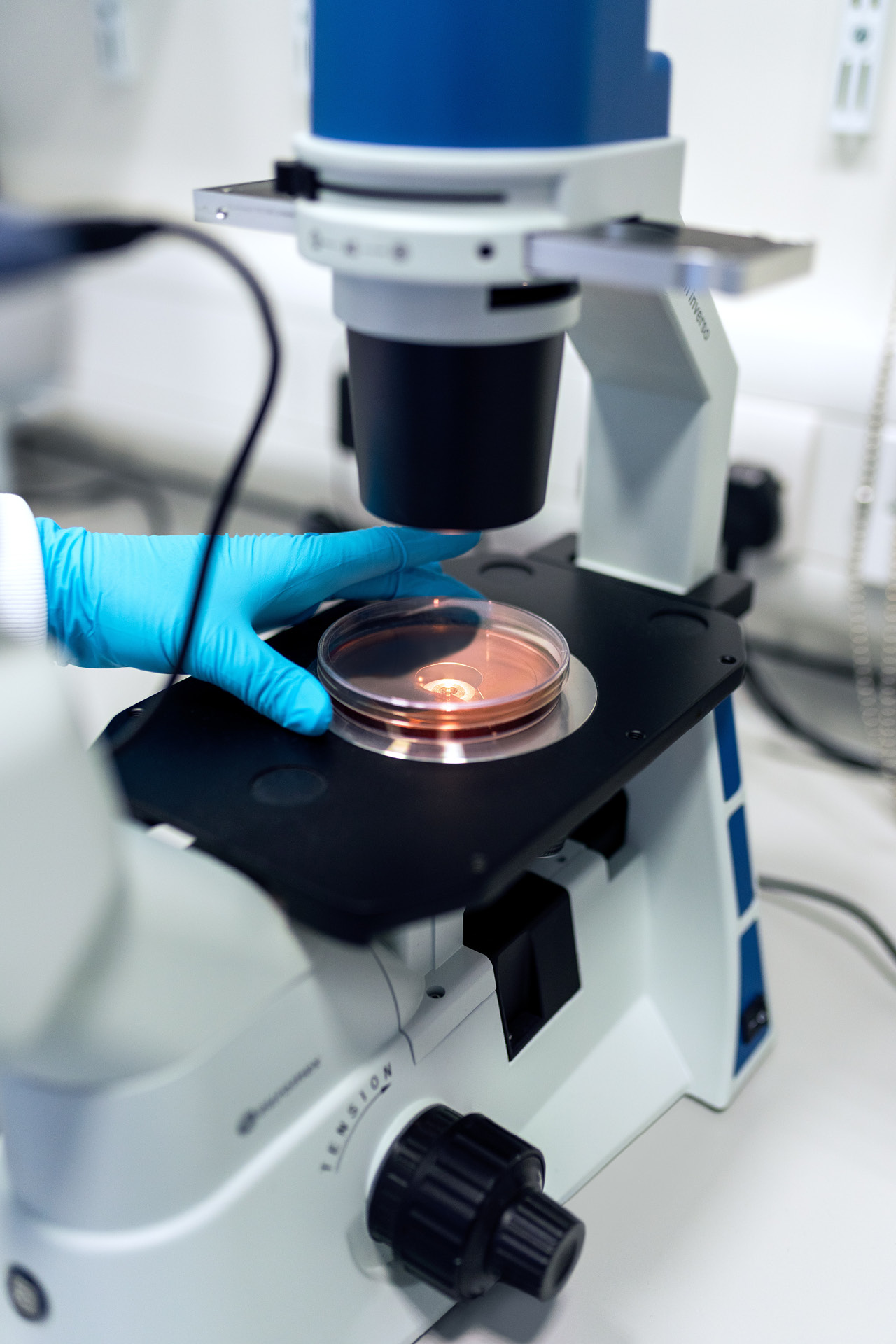 Biomedizinischer Ingenieur verwendet Petrischale unter Mikroskop.