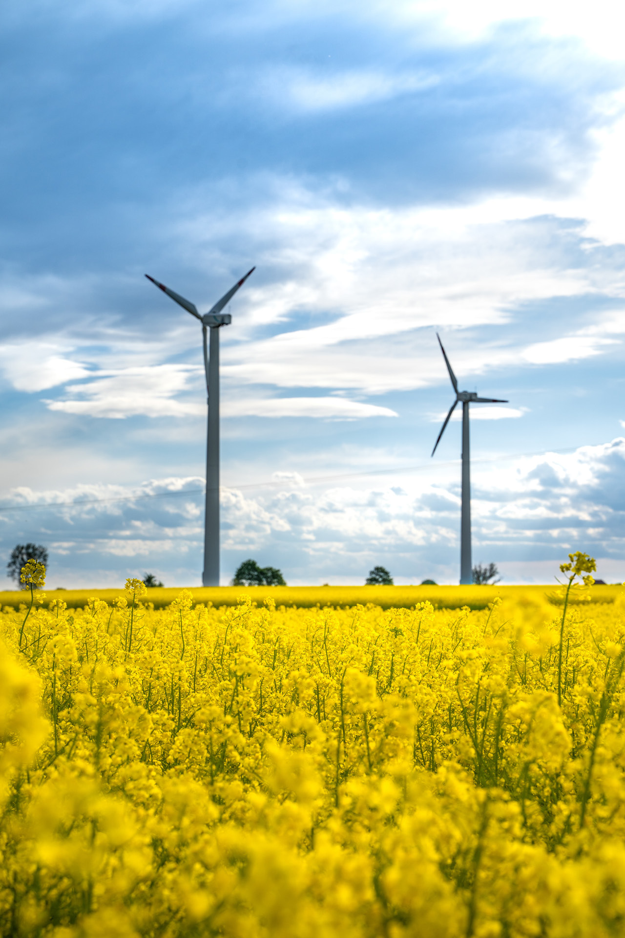 Im Vordergrund des Bildes ist ein Rapsfeld, am Horizont stehen zwei Windräder einer Windkraftanlage.